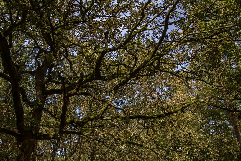 Majestic mystery - nature photography in the forest by QEIMOY