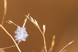Sneeuwvlok zachtbruin