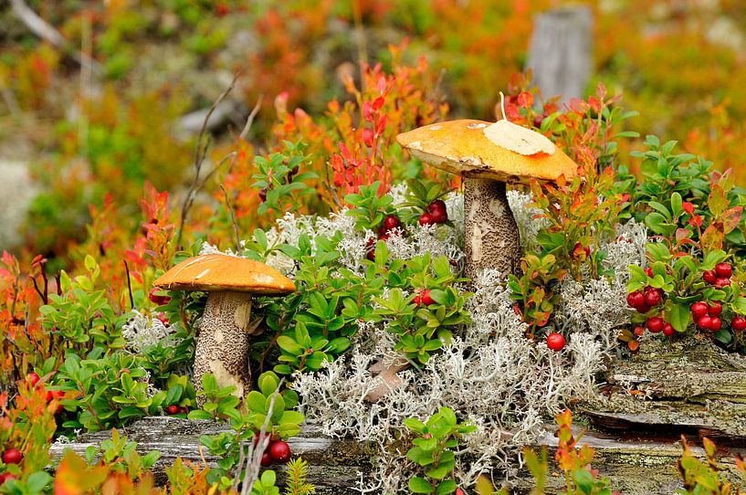 Herbst von Karin Jähne