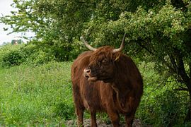 Scottish Highland by Lisenka Pauw