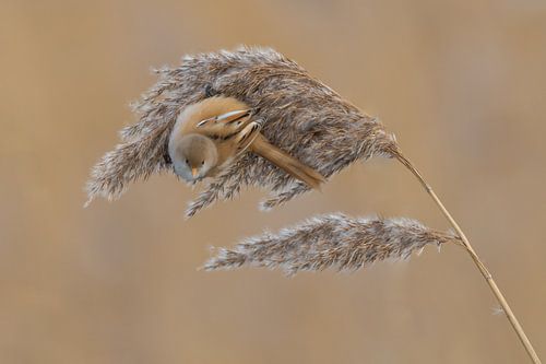 Bartmeise an einem kalten Wintertag.