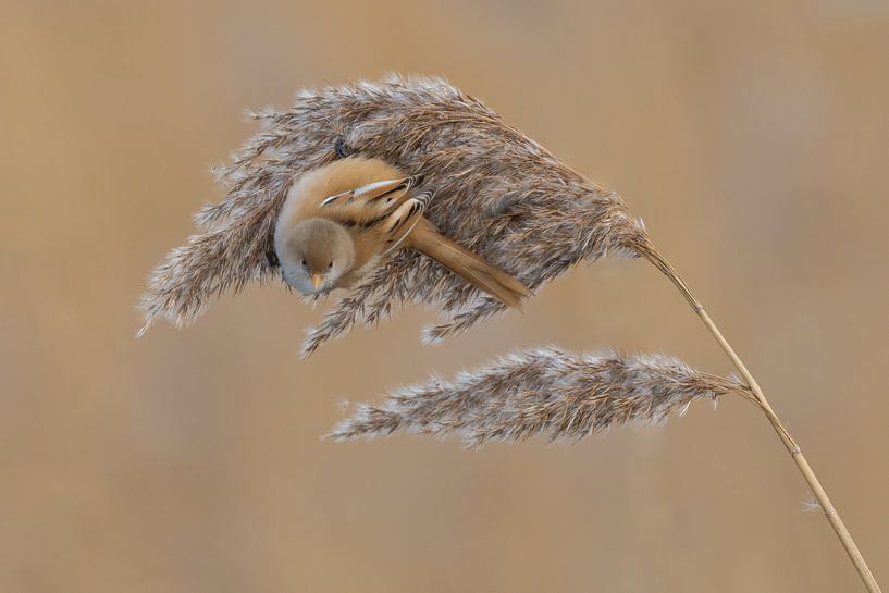 Rosier barbu par une froide journée d'hiver. par Tim Link