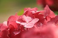 Purple Red by Marcel van Rijn thumbnail