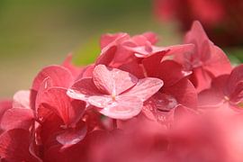 Purple Red by Marcel van Rijn