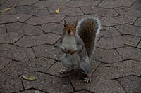 Grey squirrel