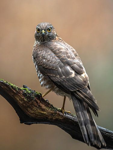 Sperwer op tak van Linda Raaphorst