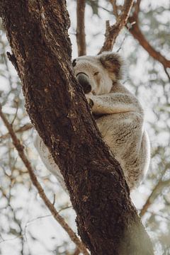 Slapende Koala