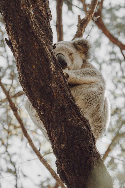 Schlafender Koala von Geke Woudstra