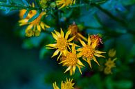Sonnenblume von Dianne Peeters Miniaturansicht