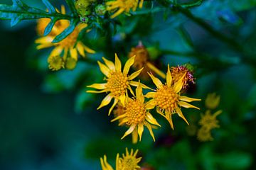 Zonnebloem van Dianne Peeters