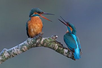 Couple de martin-pêcheurs sur Ruurd Jelle Van der leij