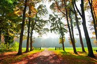 bosgezicht met herfst kleuren van Rita Phessas thumbnail