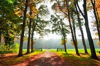 bosgezicht met herfst kleuren