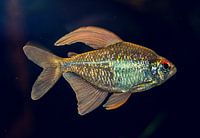 Fisch in Bewegung