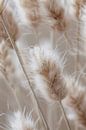 Close-up van Beige Graspluimen van Imperial Art House thumbnail