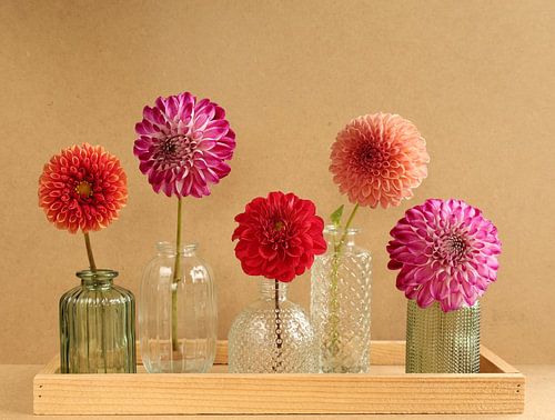 Dahlien's auf Vase - Sand Farbe