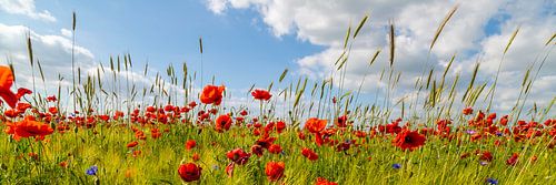 Panoramic poppy field with corn