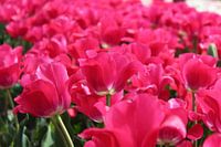 tulips from Noordwijkerhout