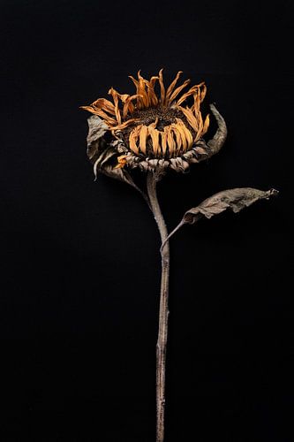 getrocknete Sonnenblume