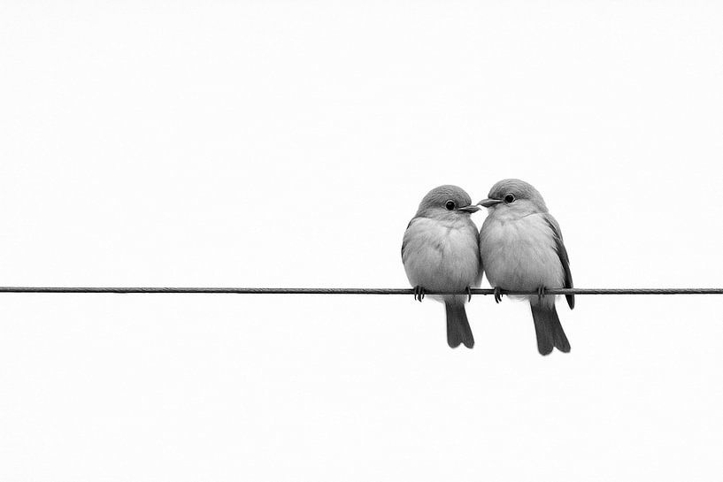Birds on Wire - minimalist silhouette artwork by Kleurenrijk