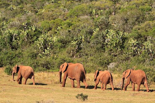 Gruppe afrikanischer Elefanten in freier Wildbahn