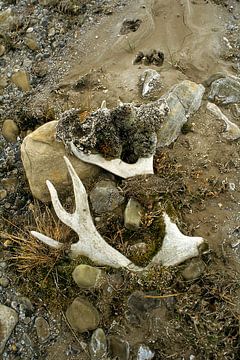 Rendier gewei in Spitsbergen van Ralph Jongejan