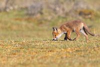 Junger Fuchs auf Erkundung