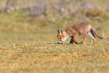 Young fox on reconnaissance by Joop Zandbergen