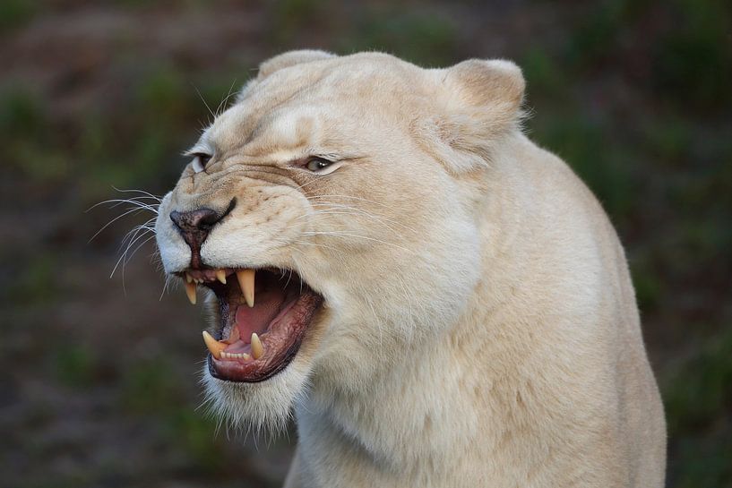 Löwe (Panthera leo) von Ronald Pol