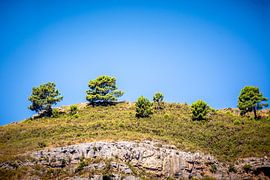 Bomen op een heuvelrug von Bernardine de Laat