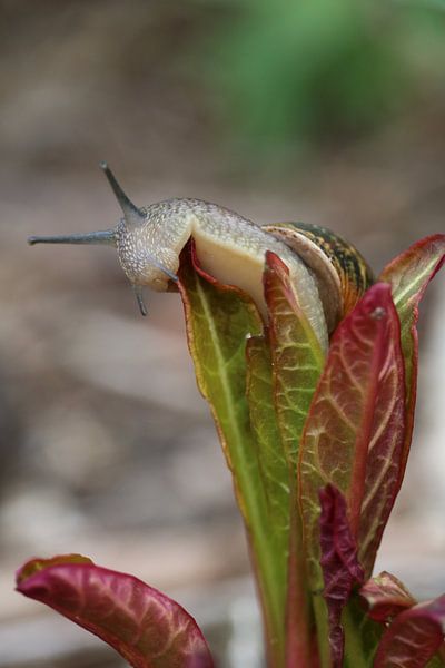 a snails choice 2.0 by Rianne de Heij