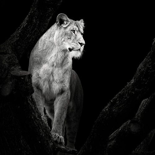Lionne sur Christian Meermann