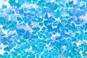 Feuilles bleues
