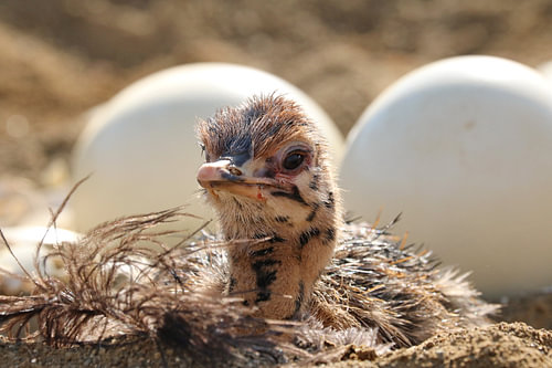 Baby Strauss im Nest