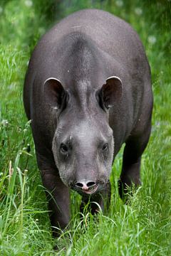 tapir op groene achtergrond gaat rechtuit, Zuid-Amerikaans beest
