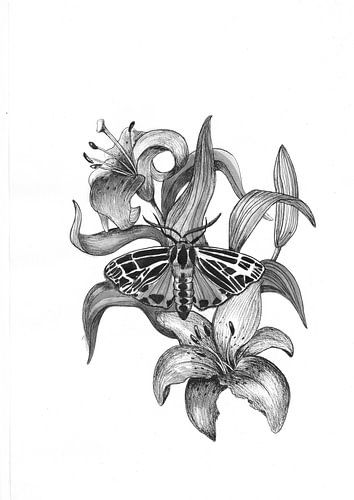 Tigerlily and the moth