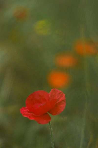 Klaprozenstroom. Bloemenveld op het, Terheijden, Noord Brabant, Holland, Nederland. Afbeelding von Ad Huijben