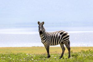 Ein Zebra
