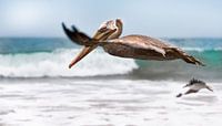 flying pelican by Anouschka Hendriks thumbnail