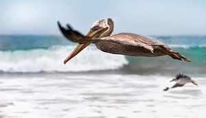 flying pelican von Anouschka Hendriks
