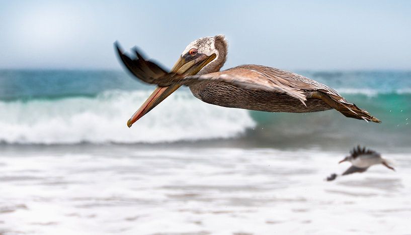 flying pelican by Anouschka Hendriks