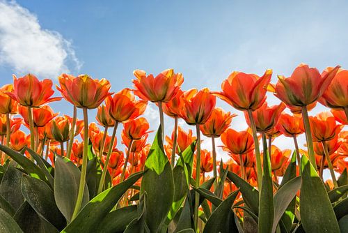 ein Gesicht mit schönen orange Tulpen