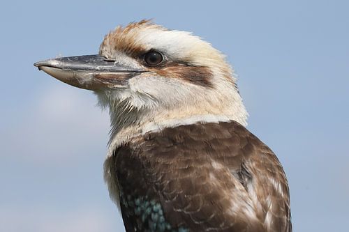 Kookaburra (Dacelo novaeguineae)