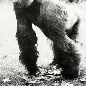 Ce gorille ne fait qu'explorer sur Tamara Mollers Fotografie Mollers