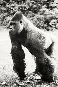Dieser Gorilla erforscht gerade