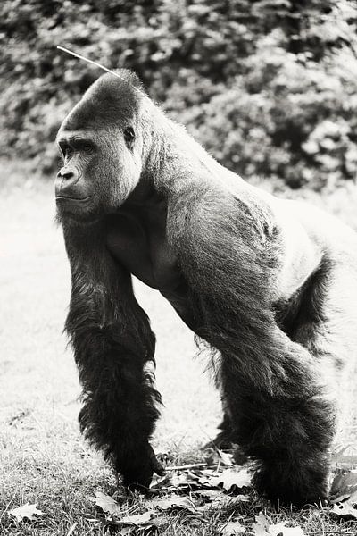 Dieser Gorilla erforscht gerade von Tamara Mollers Fotografie Mollers