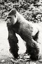 Dieser Gorilla erforscht gerade von Tamara Mollers Fotografie Mollers Miniaturansicht