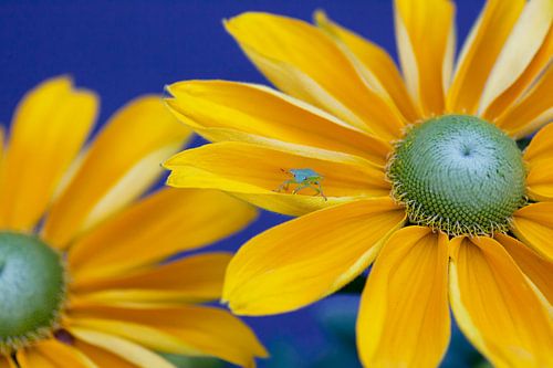 Who's afraid of Blue, Yellow and Green