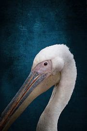 Majestueuze Pelikaan Tegen Hemels blauw van Femke Ketelaar