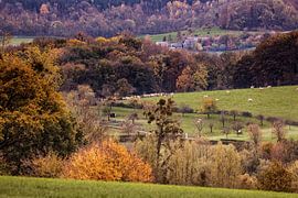 Cows in Epen by Rob Boon